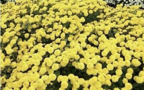 一看到花海就扑进去来一张