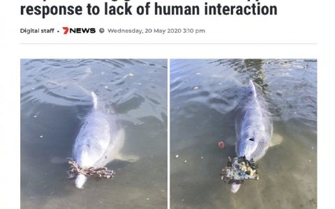海豚给人类的礼物