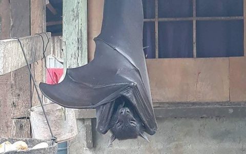 菲律宾的蝙蝠