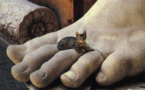 一只正在君士坦丁大帝巨像脚部残件上休憩的狸花猫