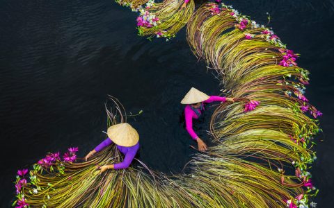 越南的睡莲收获季