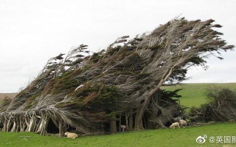 被大风吹歪的树