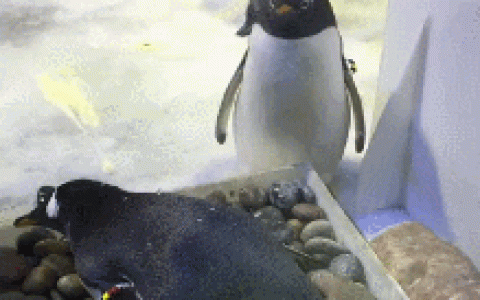 陪老婆待产的企鹅们！好有爱！