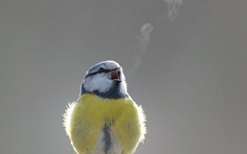 在寒冷的冬季里，这只蓝山雀的歌声被“可视化”了。