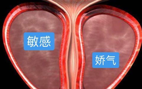 前列腺——经常被误解的男闺蜜