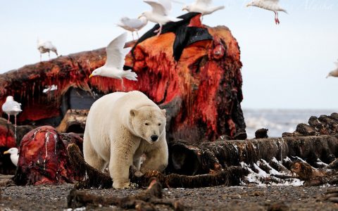 北极熊的鲸肉盛宴