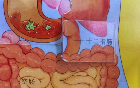 生孩子都不用开这么宽（不过Duodenum是12没错）