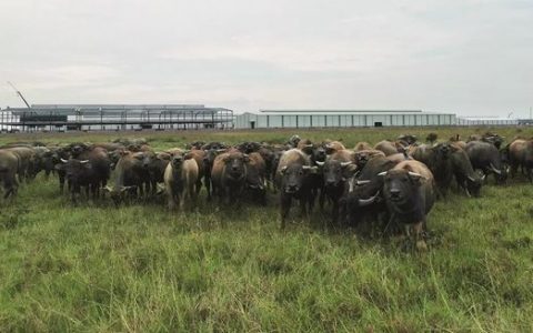 中国工厂，越南江湖：抢巨头订单、同行互撕