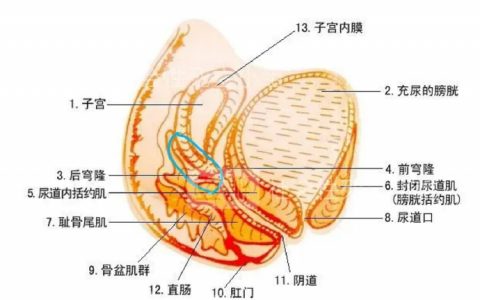 一杯倒妇科医学生的酒后真言--“学术性搞黄色”