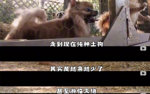 你讨厌中华田园犬吗？你会看不起土狗吗？