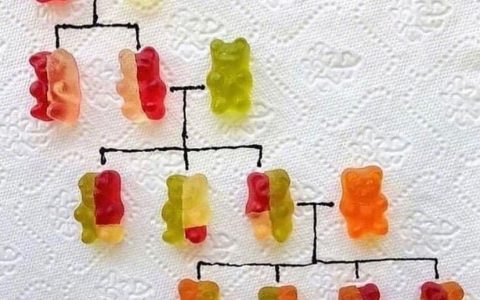 用小熊软糖展示“孟德尔遗传规律”