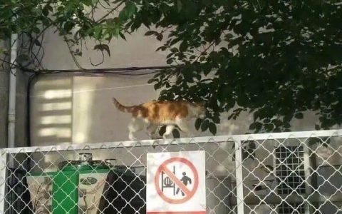 学校发现违反「严禁攀爬」的规定竟是猫不是学生后：