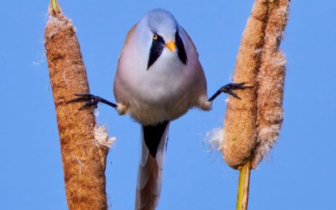 文须雀，小鸟的经典动作就是在芦苇杆上练习劈叉