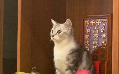 给本招财猫上鱼！