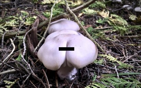 这是什么品种的蘑菇？