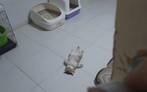 每天回家都看到我的猫在装死
