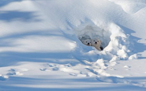 加拿大马尼托巴，瓦普斯克国家公园内向洞穴外张望的北极熊幼崽。 ​​​​