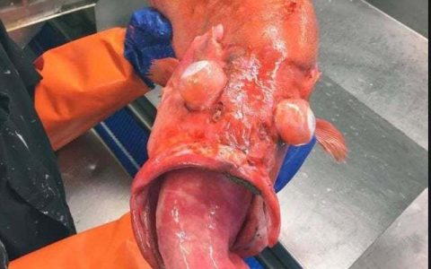 深海鱼露出水面后眼珠和胃爆出来了。 ​​​​