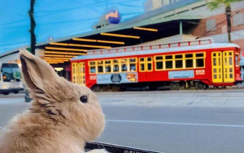 带着兔兔君一起去旅行