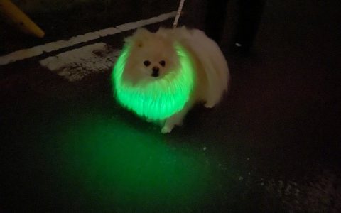 给家里狗子装上荧光绿牵绳，即可得到一只午夜小怪物...非常恐怖！