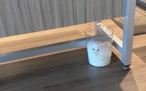 它现在是一杯牛奶了 ​​​​