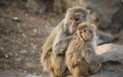 【倒放】感动中国十大动物—峨眉山猴子