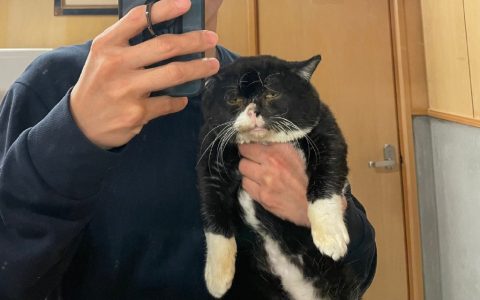 令猫有点潦草