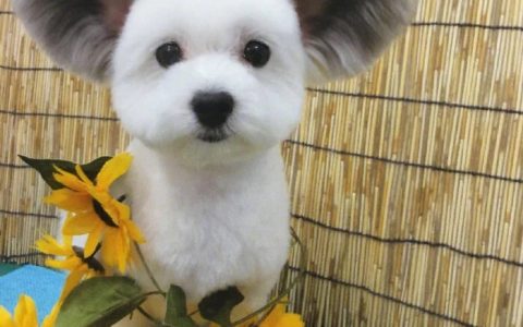 米老狗耶