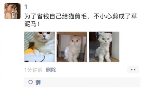 自己给宠物修毛的后果