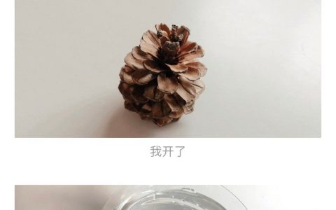 开了的松果泡在水里一晚会愈合诶！ ​​​​