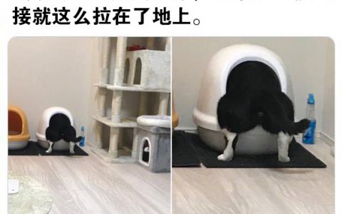 给孩子换个大点的猫砂盆吧