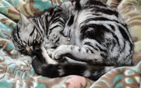 打工猫啊，一样是打工，感觉船猫完全可以 diss 我们打工人