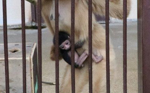 单独饲养的长臂猿居然怀孕了？！