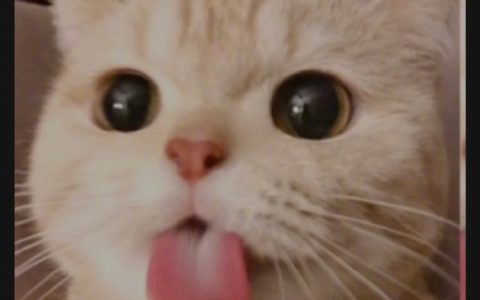 钓鱼时不带猫去的原因