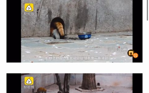 生活在故宫的野猫是不是很幸运啊！ ​​​​