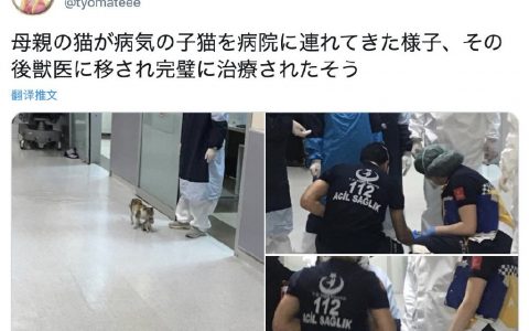 一只带着生病的孩子来宠物医院求诊的猫妈妈，最终被医生完美地治好了。 ​​​​