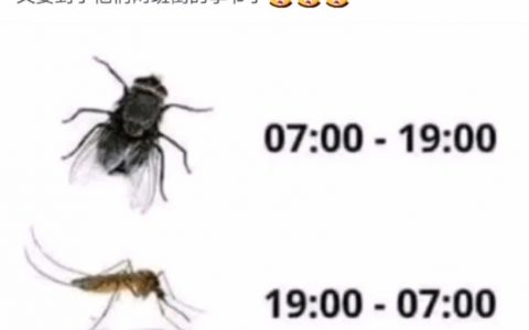 又到了它们两班倒的季节了