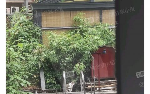 没有走不通的路只有勇敢的喵喵
