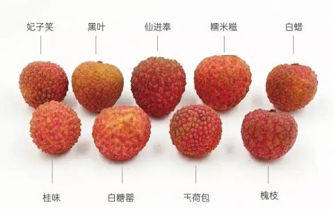 吃荔枝的时节又到了，你知道荔枝分成这么多种吗？ ​​​​