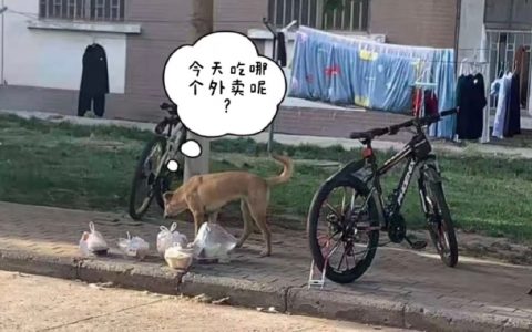 狗狗：对不起，我还以为是大自然的馈赠呢
