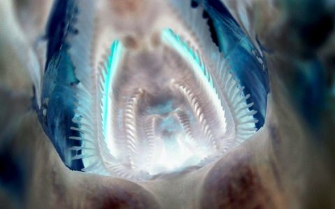 亚成鲣鱼的口腔内拍摄的照片。 ​​​​
