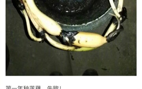 为什么中国人对「在家种菜」这么执着