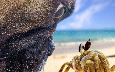 当巴哥犬与螃蟹相遇，大眼瞪小眼