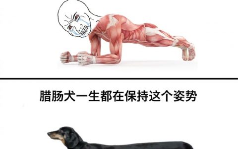 心疼腊肠犬，敬佩腊肠犬。