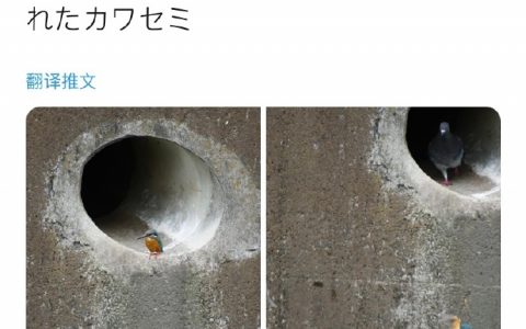 在排水管边缘休息的翠鸟，被管道里面出来的鸽子踹飞了...