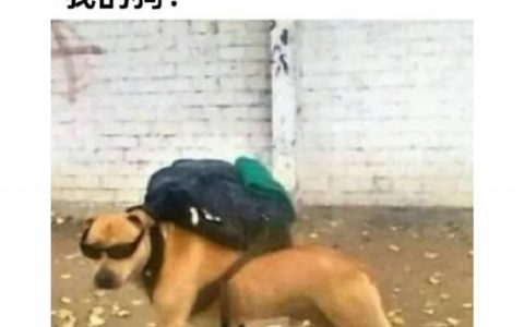 当我碰钥匙后我家狗的反应