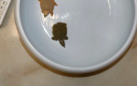 买来补身的甲鱼比你还虚