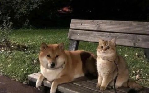 默默的掏出手机……