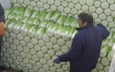 原来东北是这样卖白菜的吗？这白菜码的真好看！ ​​​​