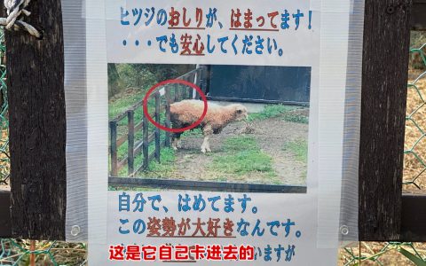 《小羊为何那样》
